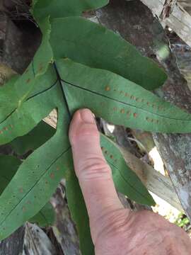 Image of golden polypody