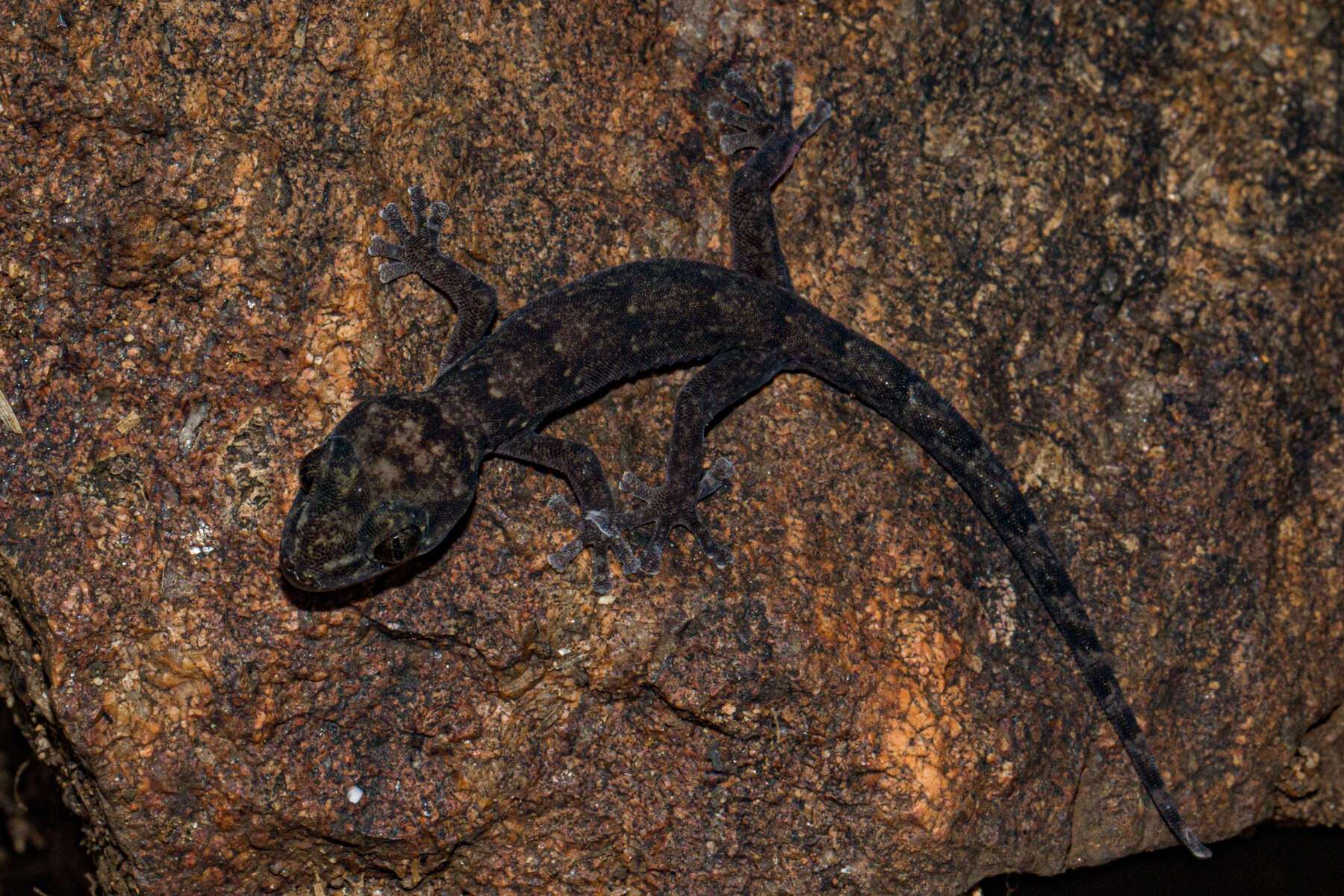 Image de Afroedura gorongosa Branch, Guyton, Schmitz, Barej, Naskrecki, Farooq, Verburgt & Rödel 2017