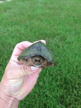 Image of Keeled Musk Turtle