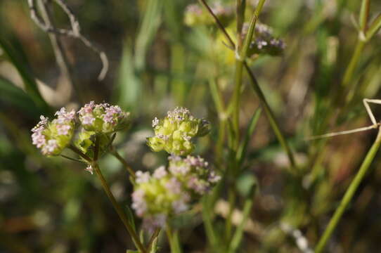 صورة Valerianella pumila (L.) DC.