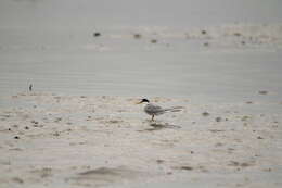 Image of Little Tern