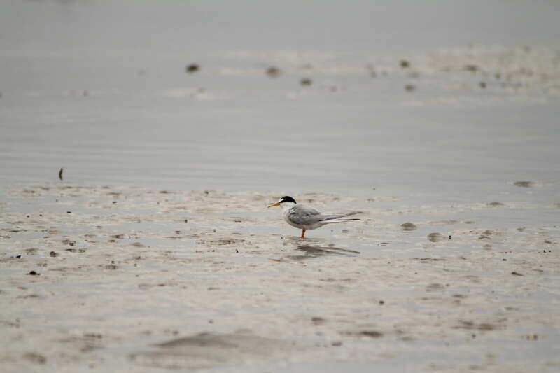 Image of Little Tern