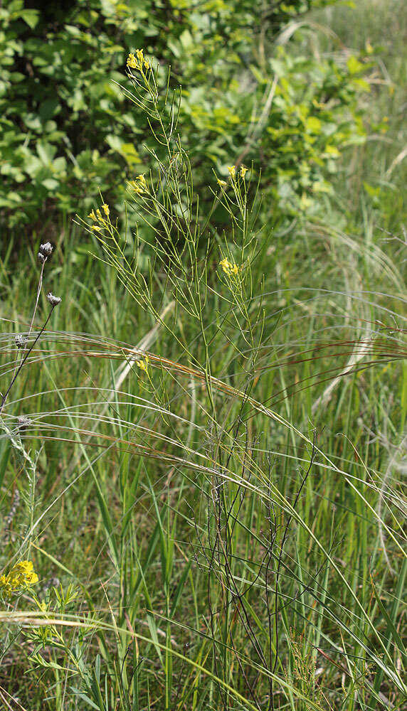 Plancia ëd Sisymbrium polymorphum (Murray) Roth