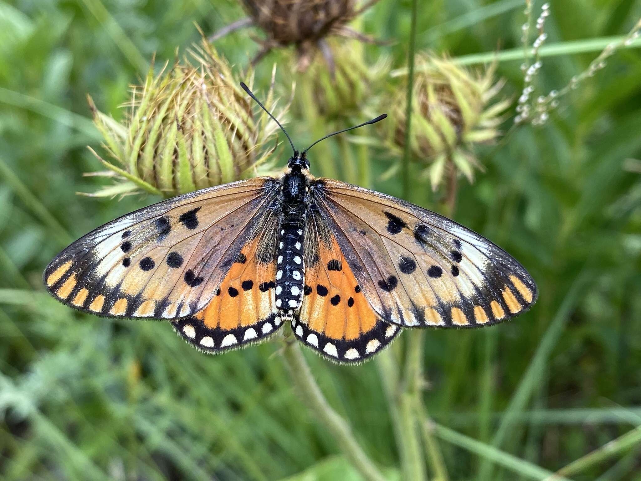 Image de Acraea anacreon Trimen 1868