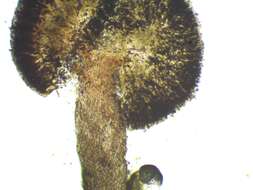 Image of mycocalicium lichen