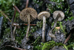 Image of Tephrocybe anthracophila (Lasch) P. D. Orton 1969