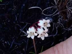 Image of Crassula saxifraga Harv.