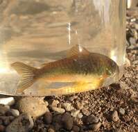 Imagem de Corydoras aeneus (Gill 1858)