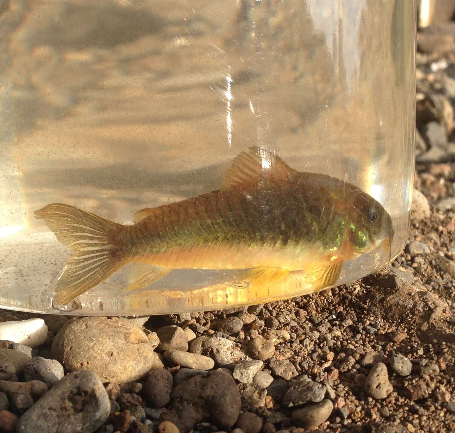 Image of bronze corydoras