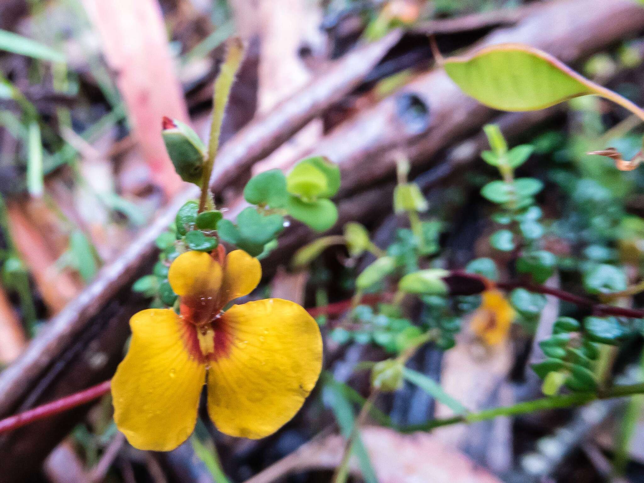 Image of Bossiaea cordigera Hook. fil.