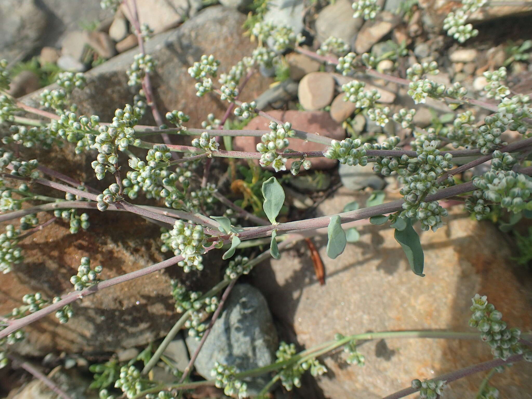 Image of Corrigiola telephiifolia Pourret