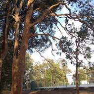 Angophora leiocarpa (L. Johnson ex G. Leach) K. R. Thiele & P. Y. Ladiges的圖片