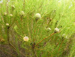 Plancia ëd Leucadendron linifolium (Jacq.) R. Br.