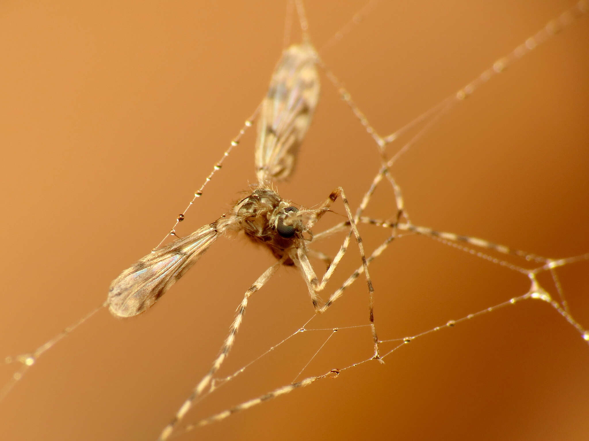 Image of Chironomidae