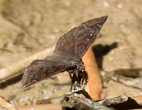 Image of Erynnis meridianus Bell 1927