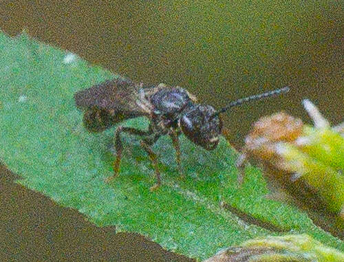 Plancia ëd Lasioglossum fuscipenne (Smith 1853)