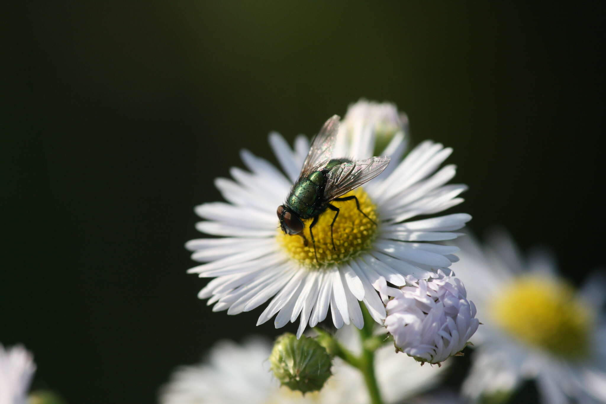 Image of Phasia obesa (Fabricius 1798)