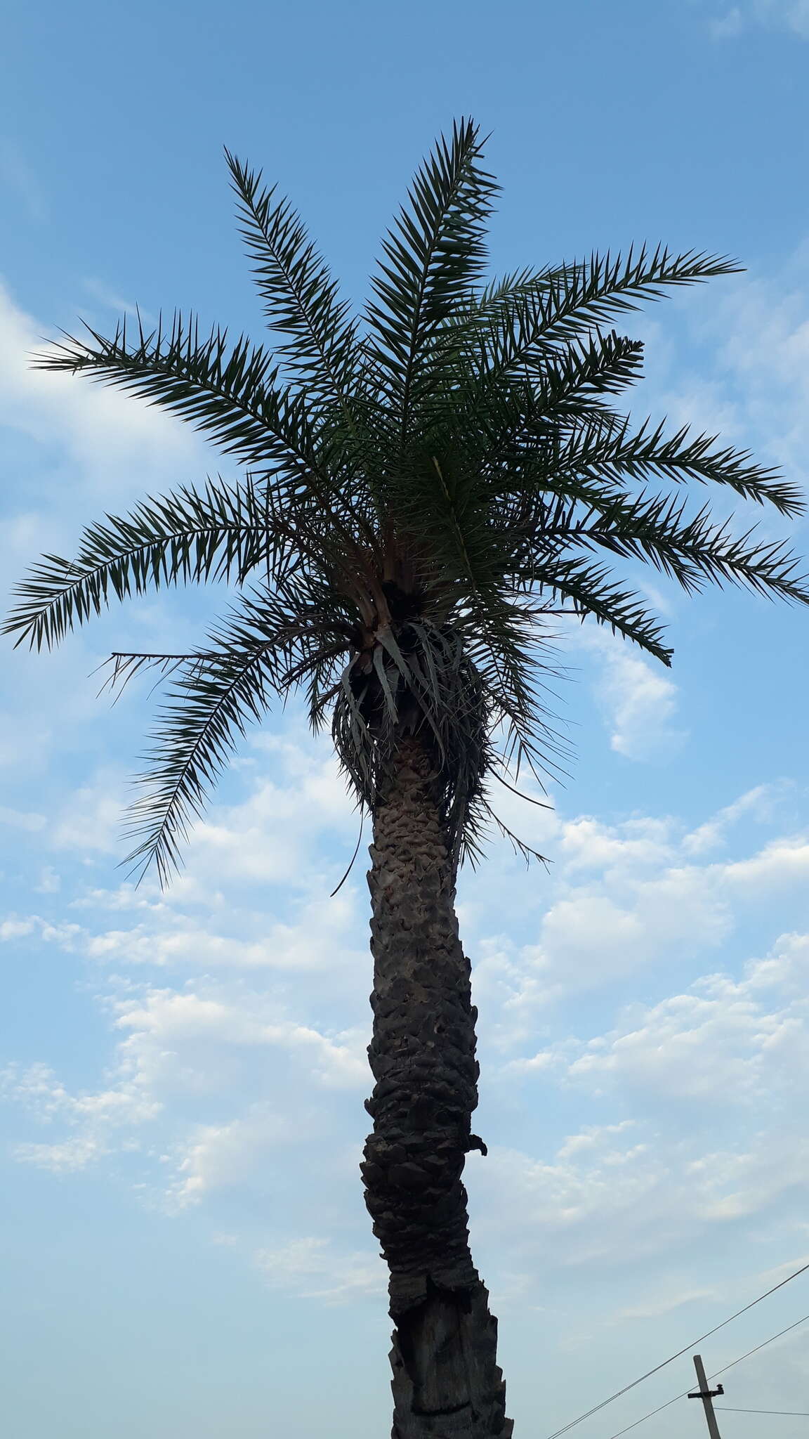 Image of wild date palm