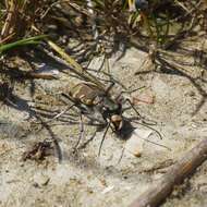 Image of Cicindela (Cicindela) hybrida hybrida Linnaeus 1758