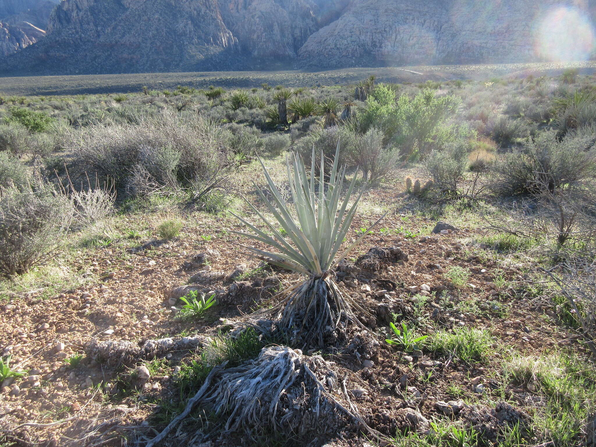 Yucca baccata var. baccata resmi