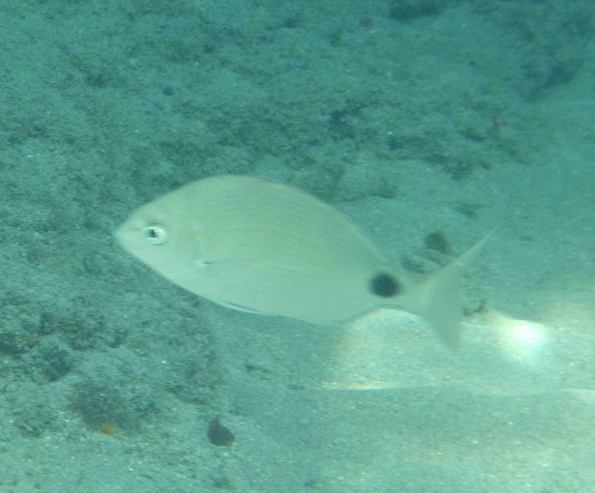 Image of Roundspot porgy