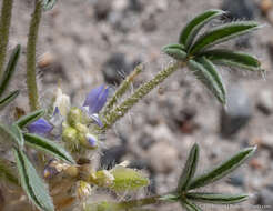 Image of Intermountain lupine