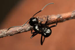 Image of Polyrhachis pilosa Donisthorpe 1938