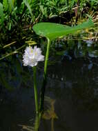 Image of Tropical Pickerelweed