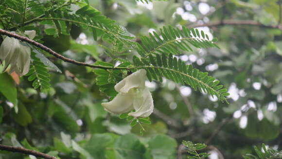 Слика од Sesbania grandiflora (L.) Pers.