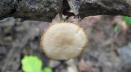 Image of Pluteus semibulbosus (Lasch) Quél. 1875