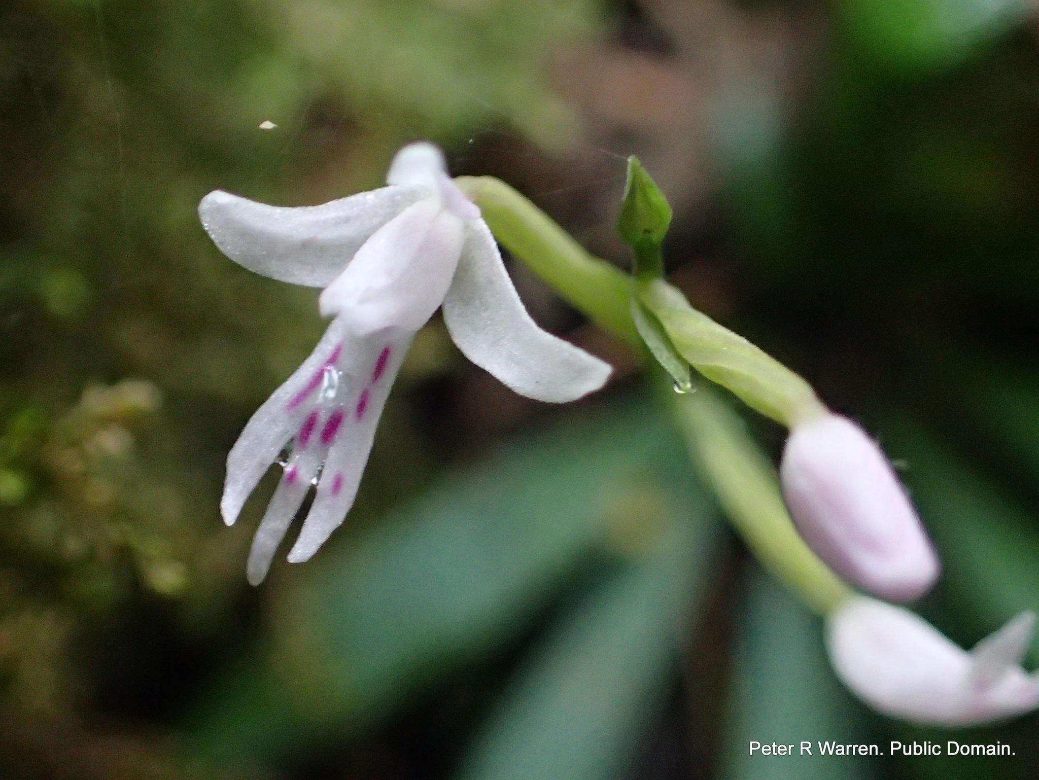 Image of Stenoglottis fimbriata Lindl.