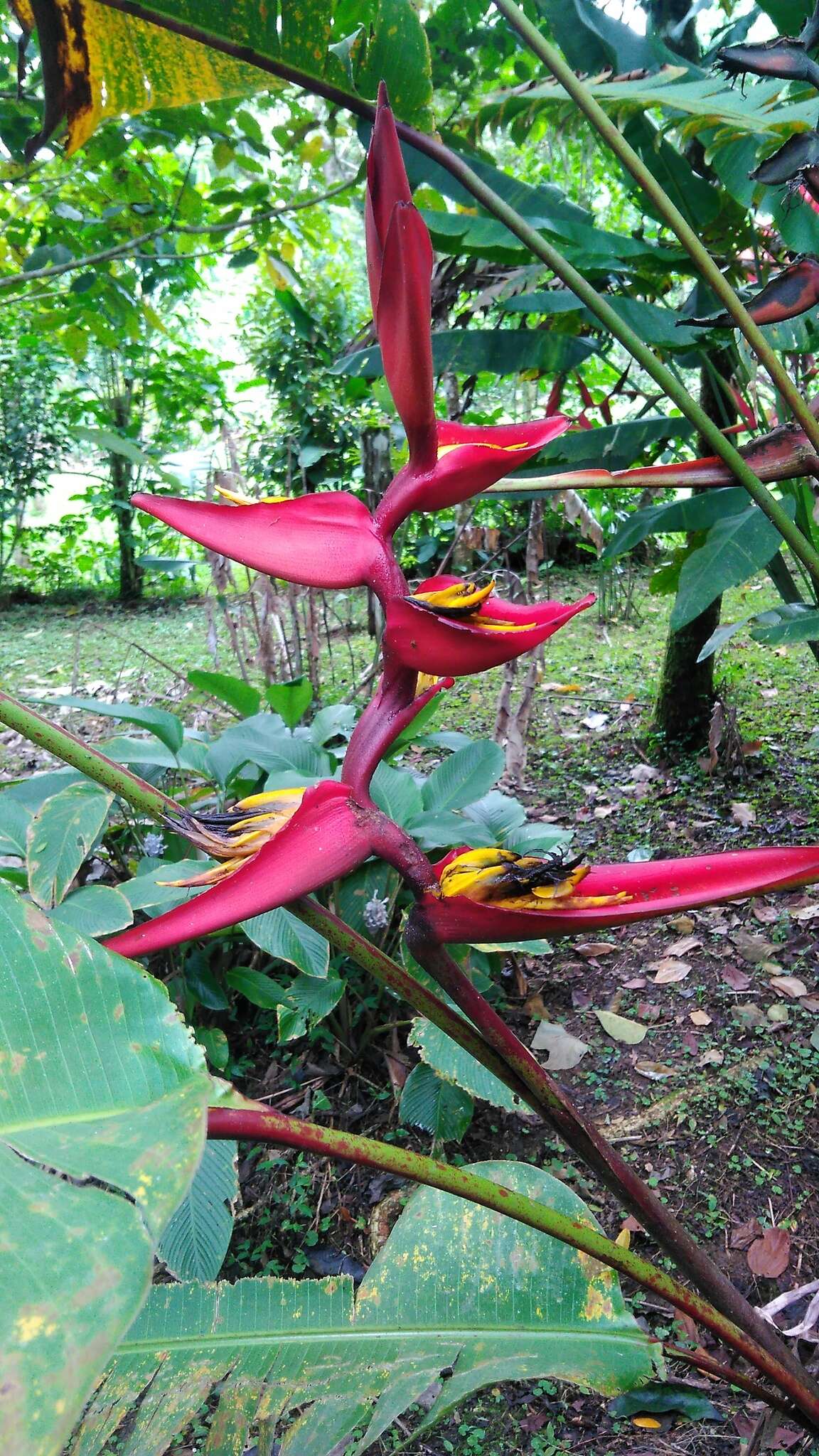 Image of Heliconia tortuosa Griggs