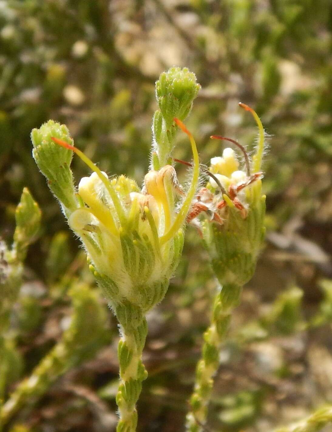 Image de Adenanthos terminalis R. Br.