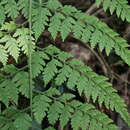 Image de Dryopteris flaccisquama A. Rojas