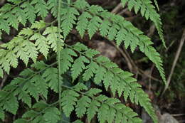 Imagem de Dryopteris flaccisquama A. Rojas