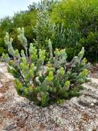 Image of Woolly Bush