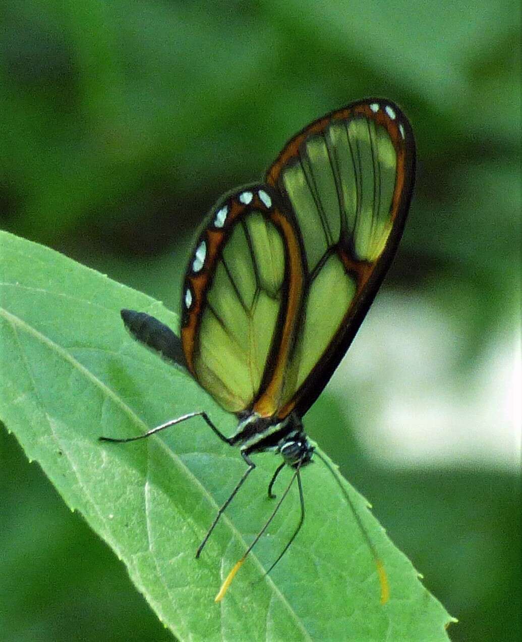 Image of <i>Pteronymia ozia tanampaya</i>