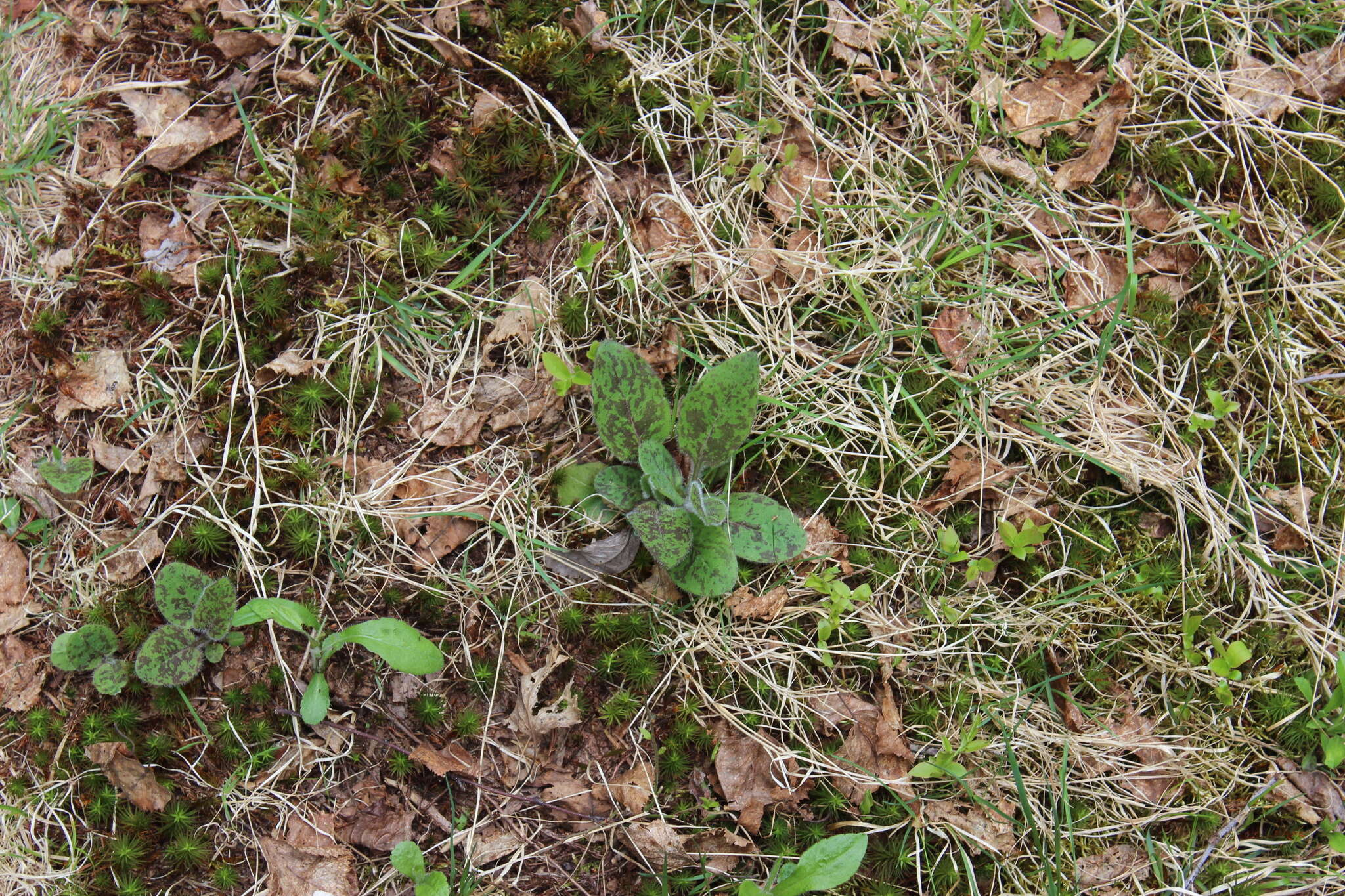 Imagem de Hieracium maculatum Schrank