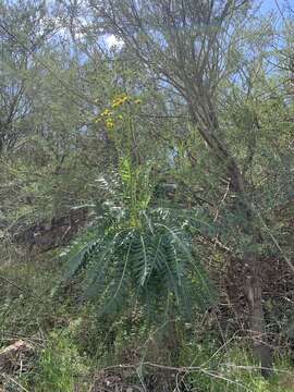 Image of Sonchus canariensis (Sch. Bip.) Boulos