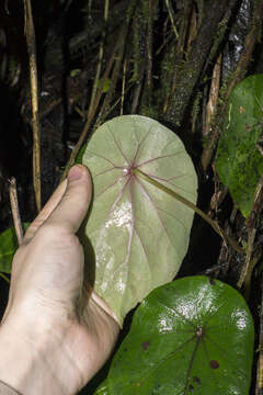 Image of Begonia tropaeolifolia A. DC.