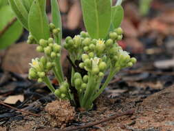 Image of Dichapetalum cymosum (Hook.) Engl.