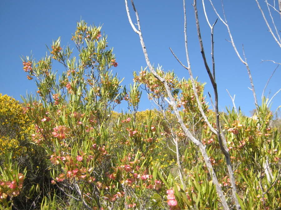 Image de Dodonaea viscosa subsp. angustifolia (L. fil.) J. G. West