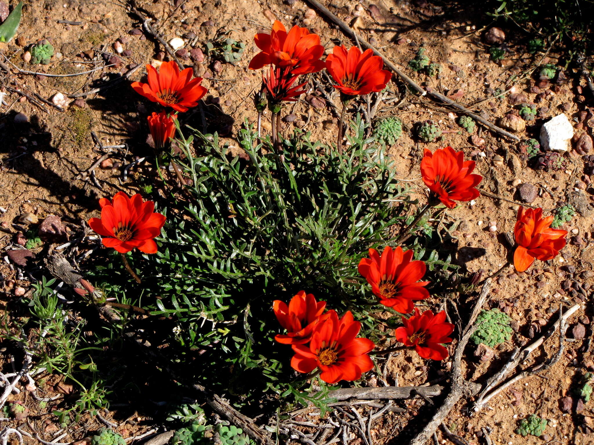 Image of Gazania krebsiana subsp. krebsiana