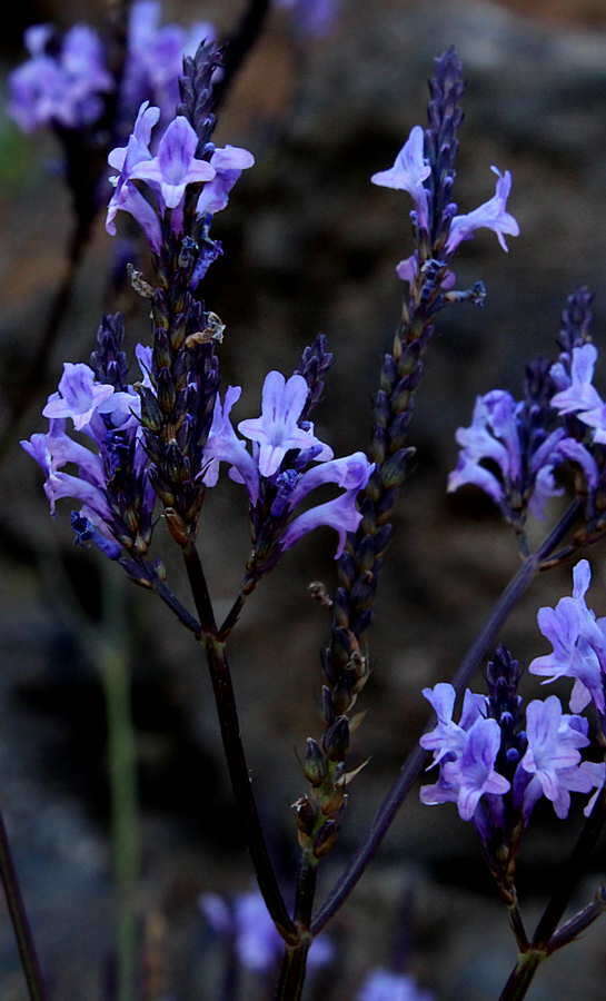 Image of Lavandula canariensis subsp. palmensis Upson & S. Andrews