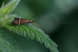 Imagem de Nemophora degeerella Linnaeus 1758