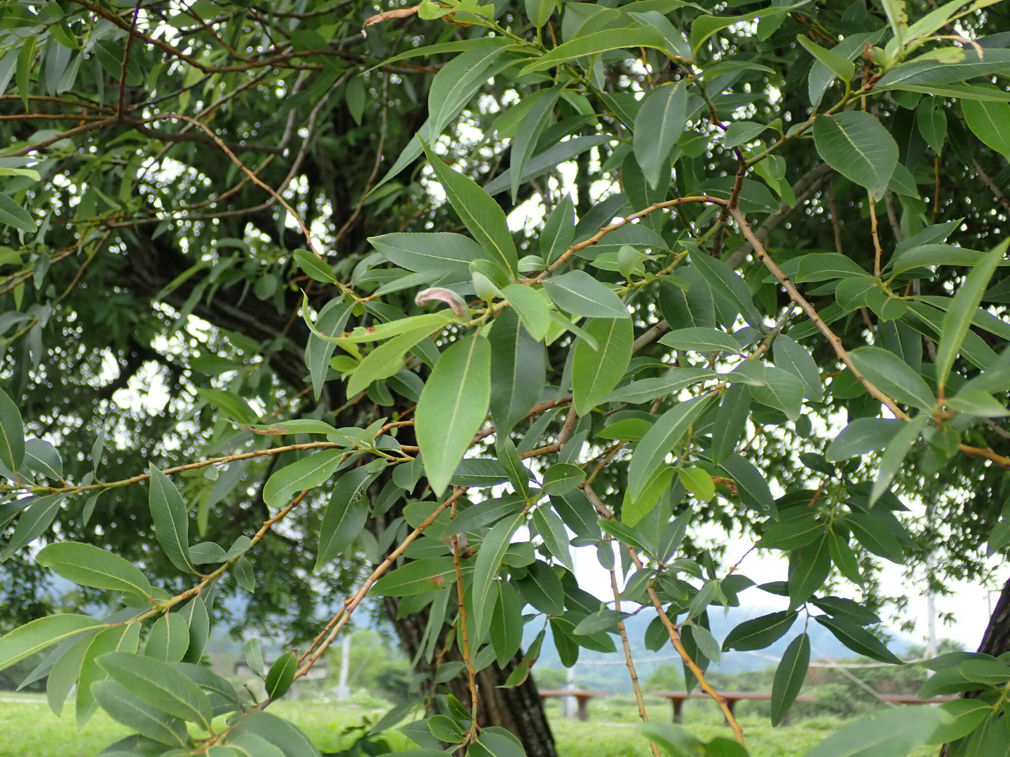 Image of Salix mesnyi Hance
