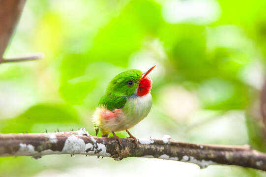 Image of Jamaican Tody