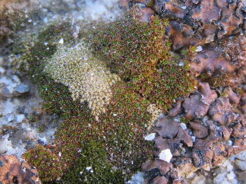 Image of Wright's jaffueliobryum moss