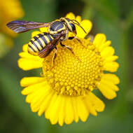 Image of Paranthidium jugatorium lepidum (Cresson 1878)