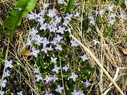 Image of thymeleaf bluet